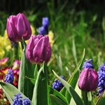 Jardinerie